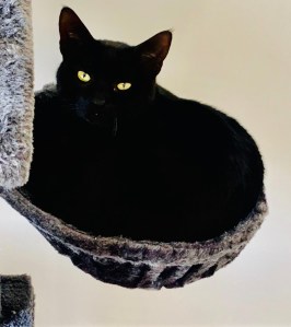 Author image for Dr Bill showing their cat. 